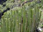 Kaktus1
