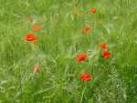 Mohn